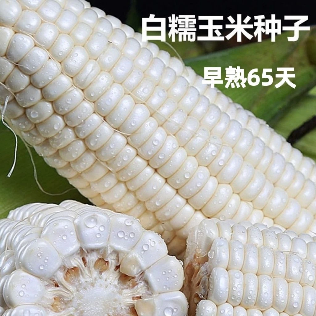 【开春种】65天早熟大棒白糯玉米种子香甜软糯白玉米种籽杂交白