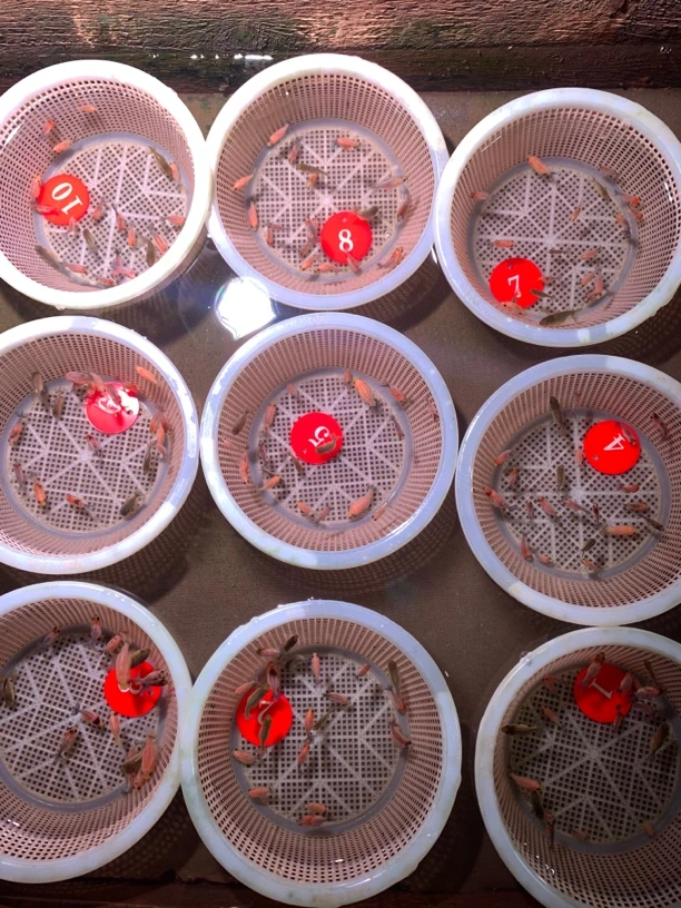 1cm -2cm商品鱼兰寿金鱼活体观赏鱼冷水鱼练手鱼10只（送10只备损）