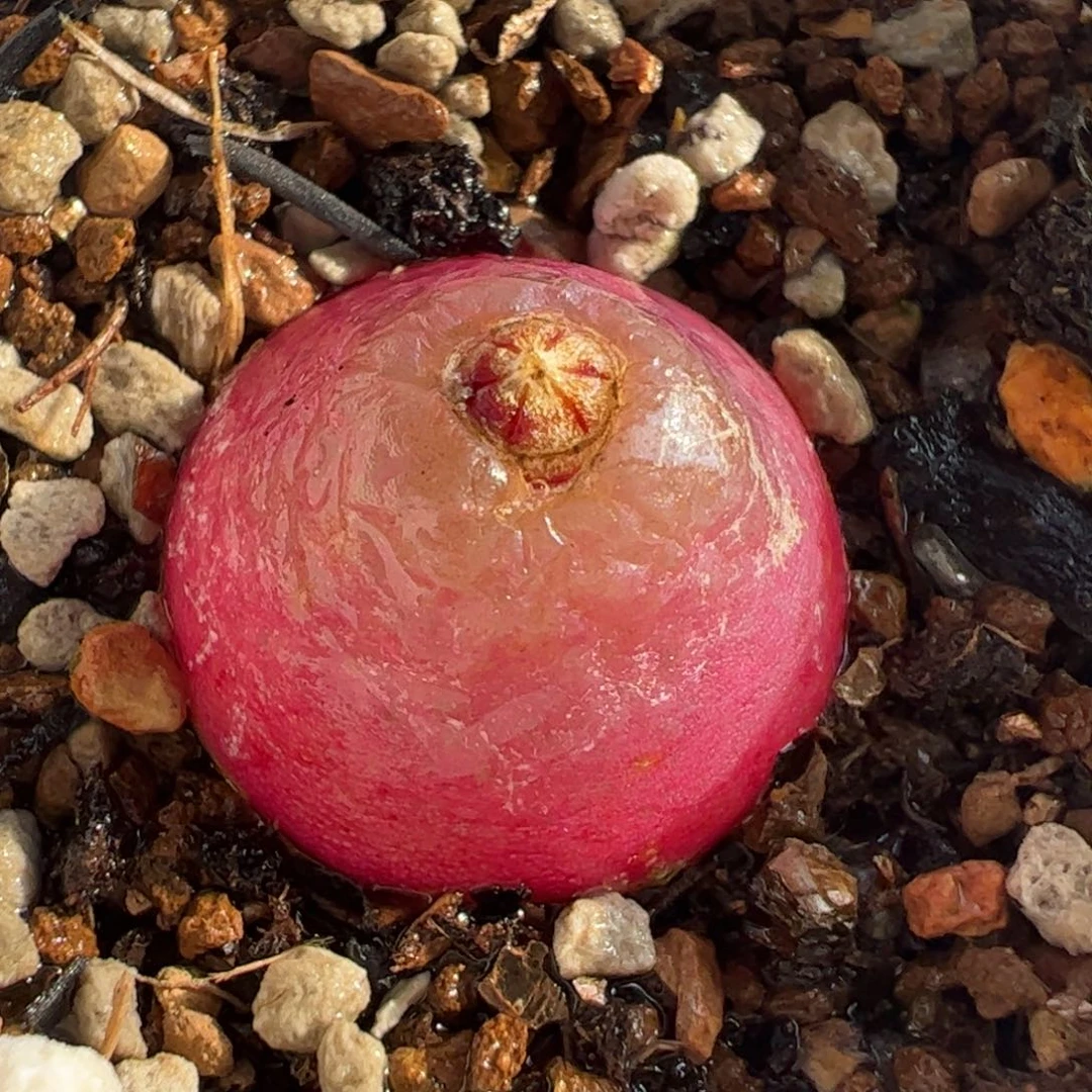 8.2多肉植物百科