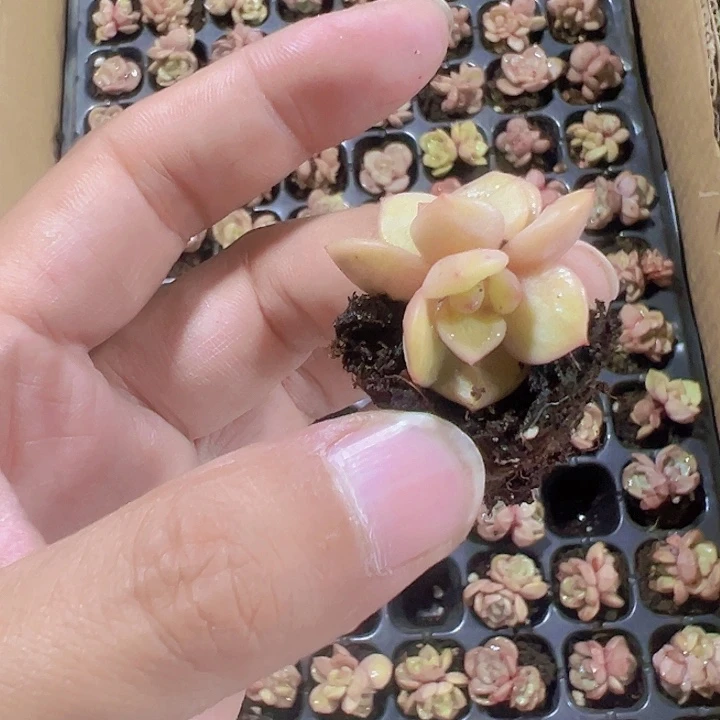 凌雪精品多肉植物大战