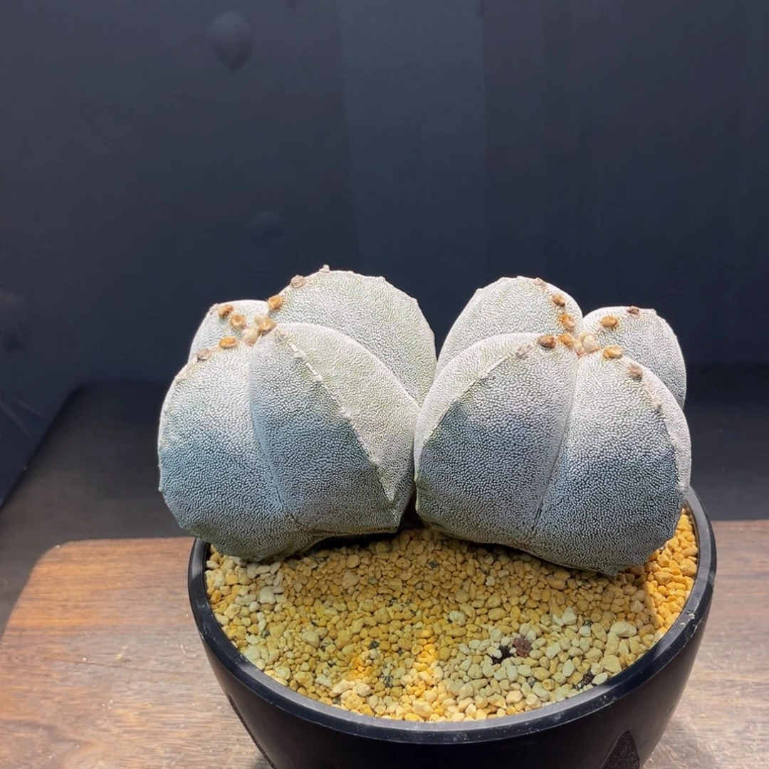 双头恩冢Zzzzzzzzzzzzzzz