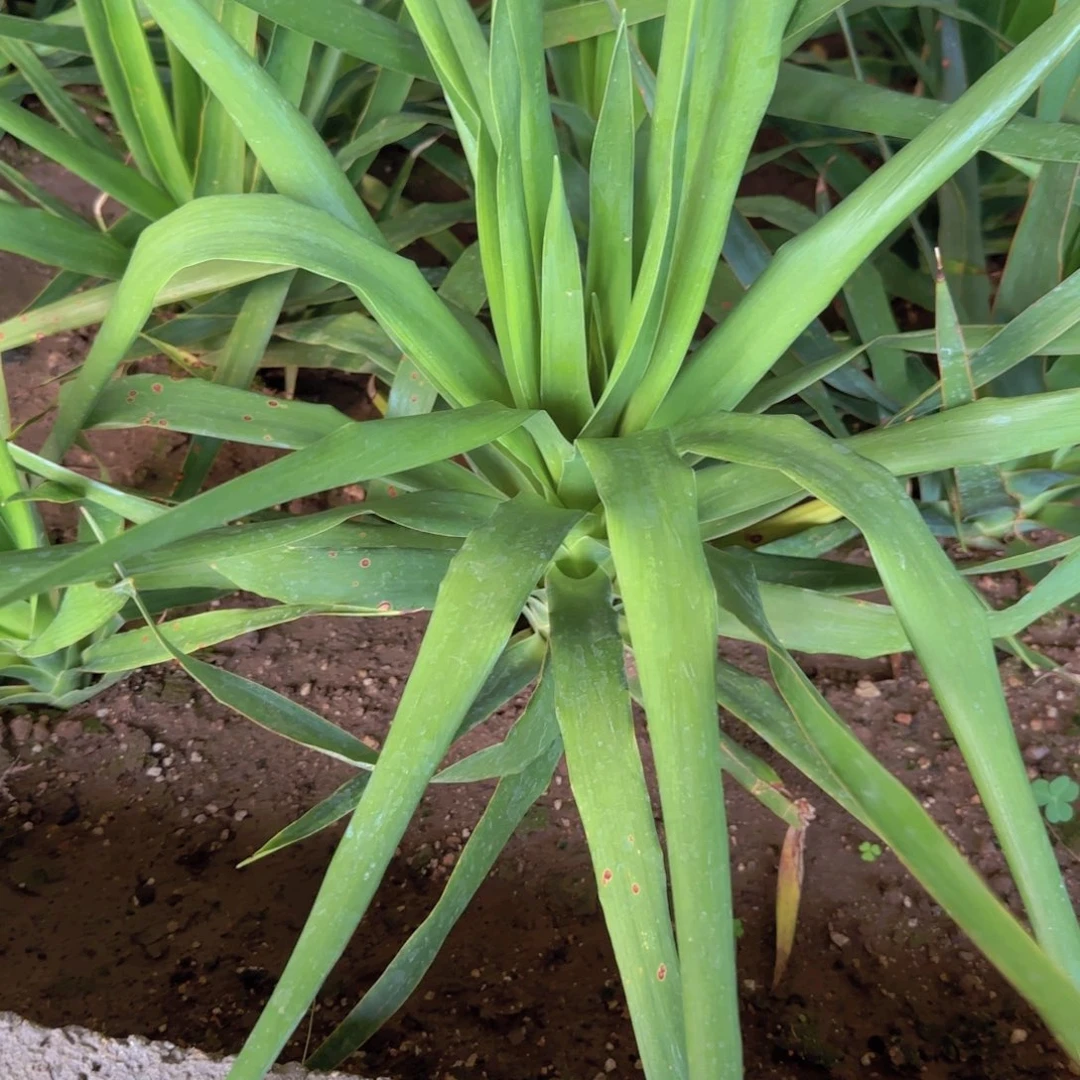 6**0块根植物块根植物