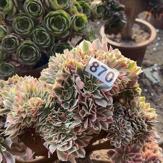 h***p多肉植物一个有伤女巫870