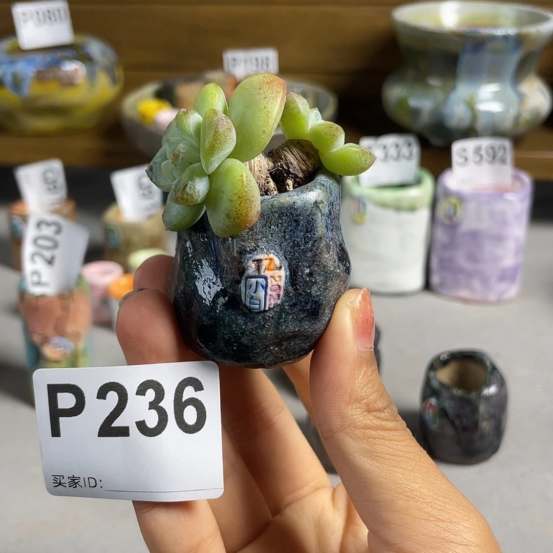 小白孤品 拇指盆 内口2  不含肉百搭