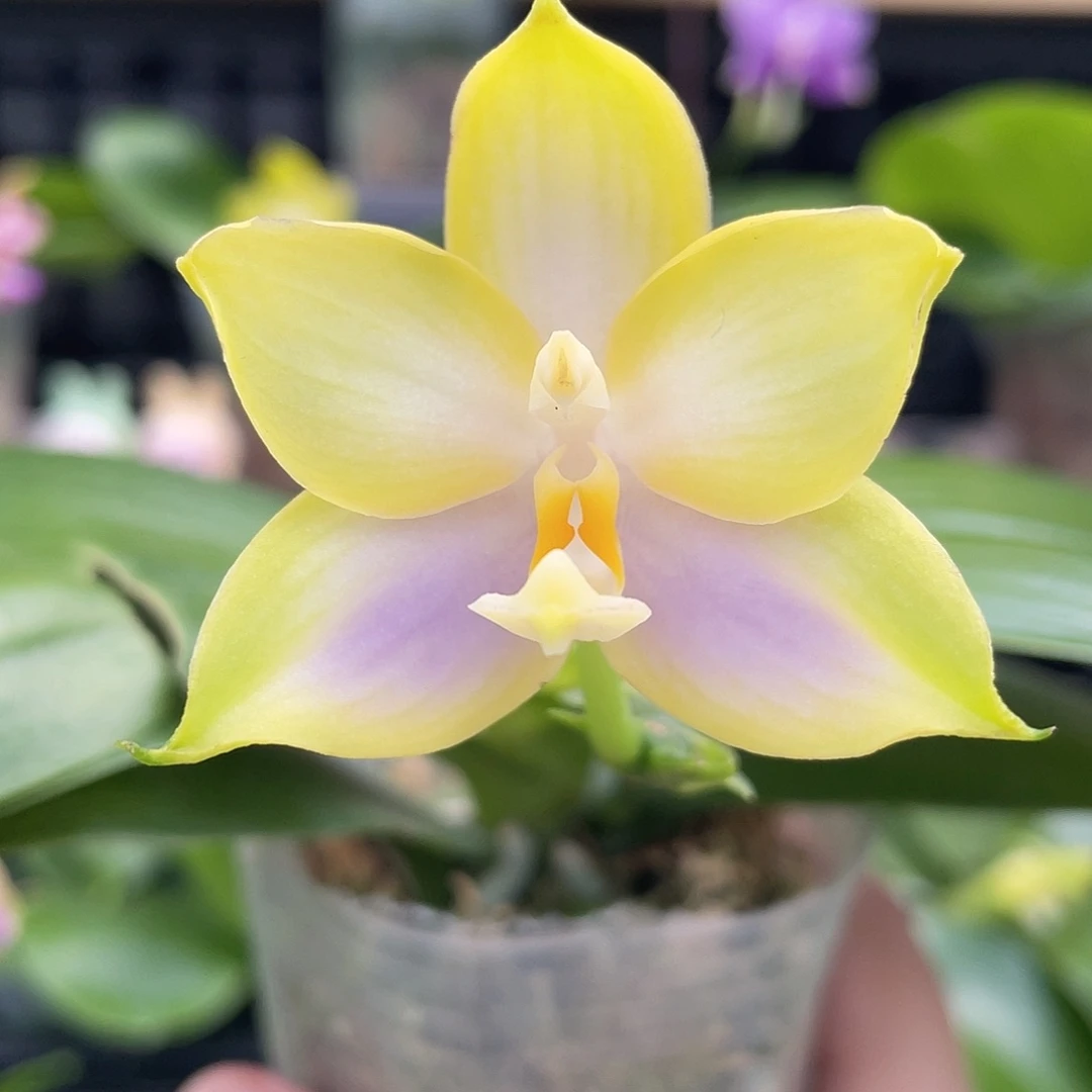 完全开放yc208开花株