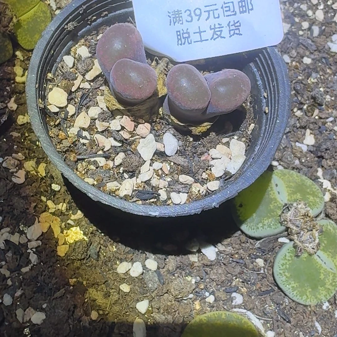 22多肉哈哈哈哈哈哈