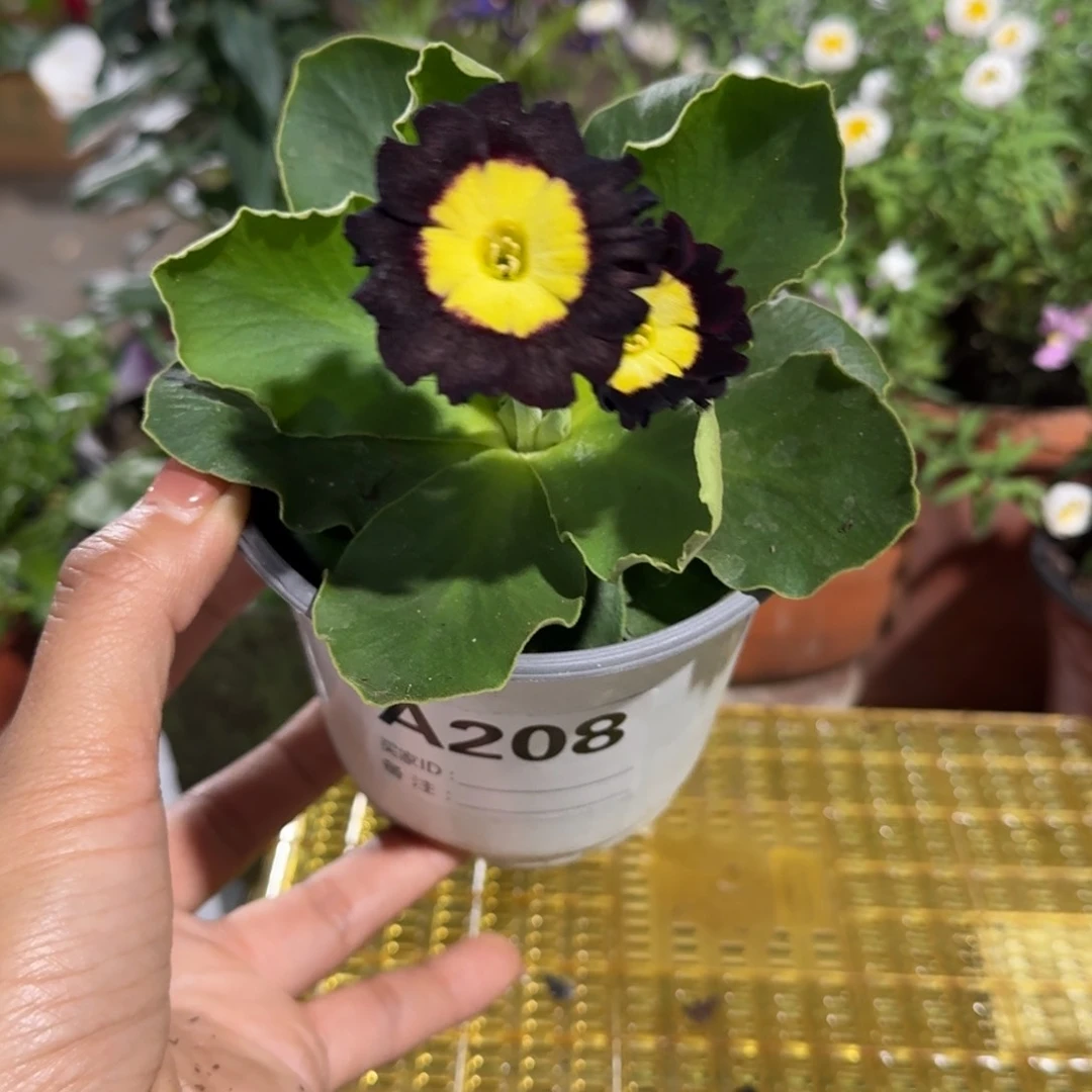 一物一拍耳叶报春A208