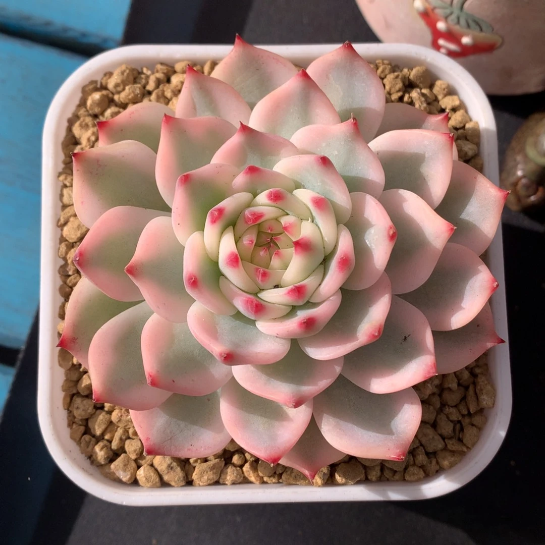 娃娃锦 单头 一颗