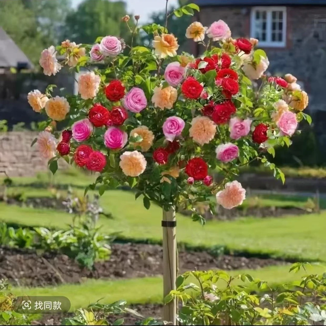 【新店开业冲销量】京东包邮4色嫁接树桩棒棒糖月季好种