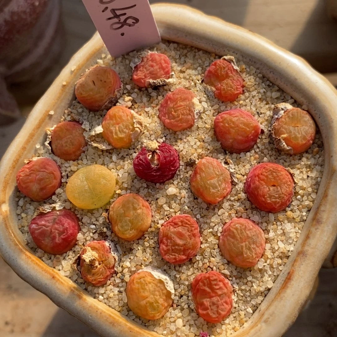 小超毛10颗一组0.7厘米