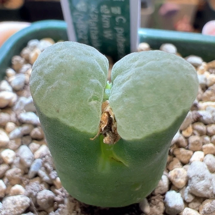 594。优选青蛙5年麒麟窗感2151。