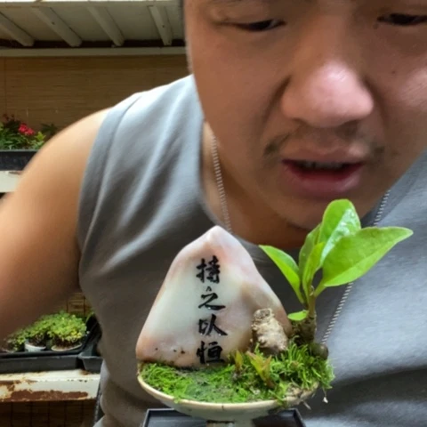 红陶一物一拍所见即所得102