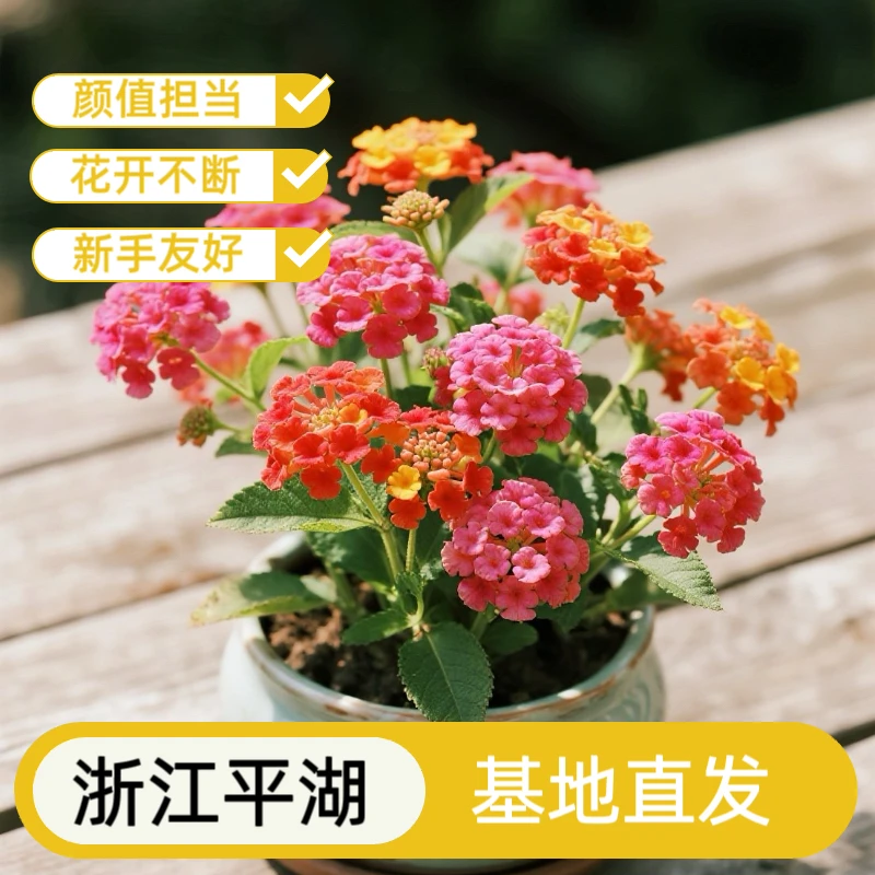 五色梅盆栽带花苞耐热耐晒四季开花适合阳台庭院种植