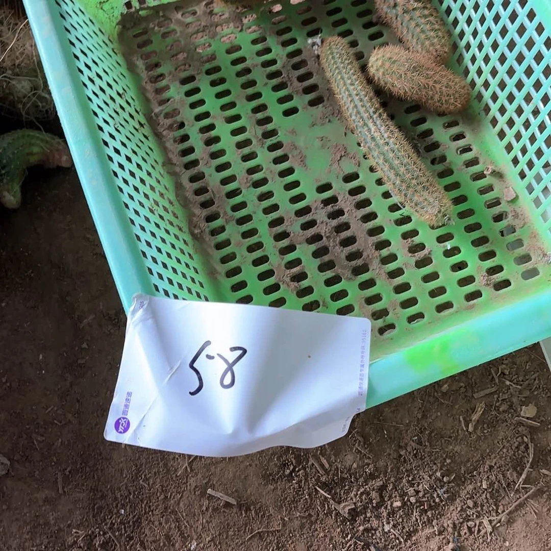 热**食58 侧牙混品仙人球瑕痴无售后