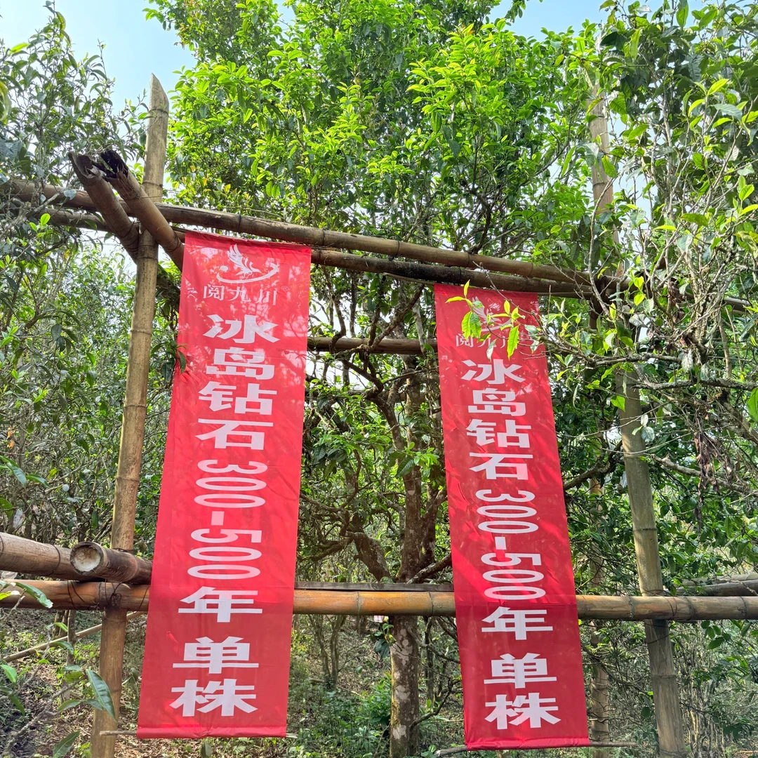 2024年（冰岛钻石300年古树单株)满口爆甜普洱生茶头春茶散茶