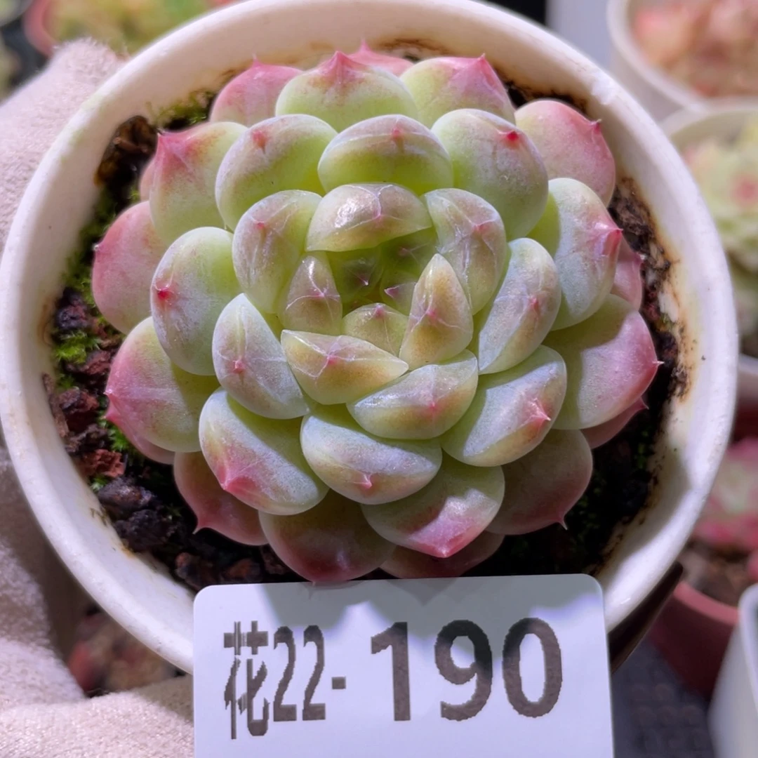 花利美22-190秘境冰魄