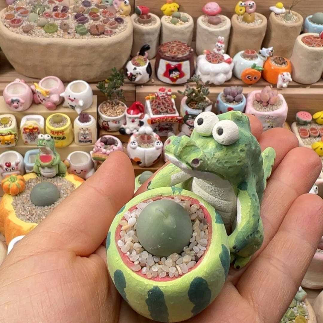 多肉植物103号鸽子蛋