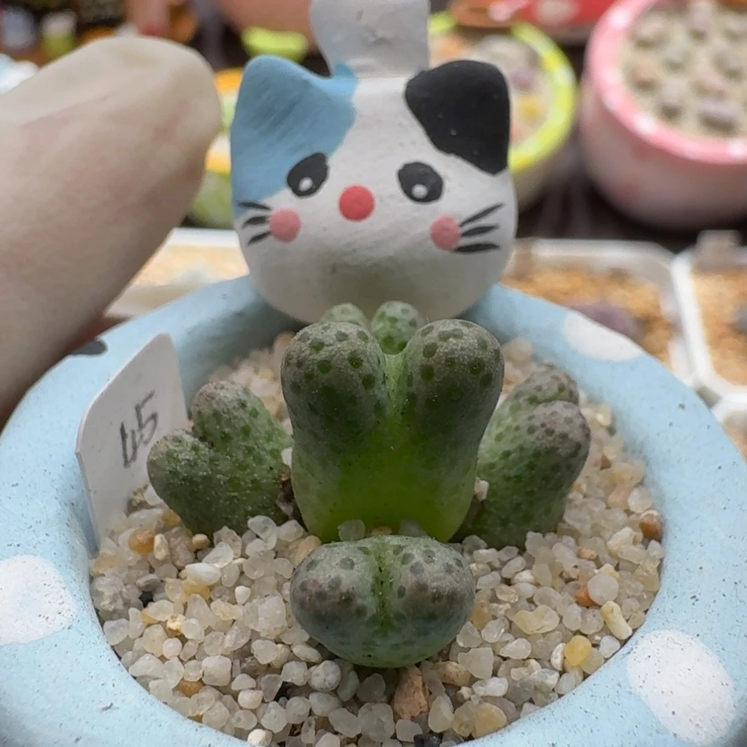 0927-050连盆带花斑马肉锥