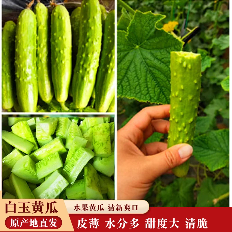 湖南本地新鲜现采现摘白玉黄瓜水果小青瓜脆嫩生吃凉拌爽口包邮