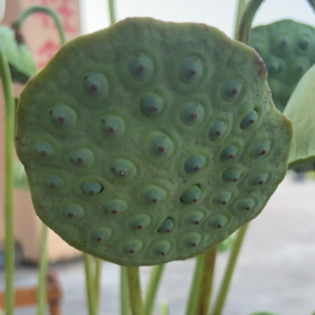 新鲜现摘莲蓬甜嫩莲子米可生吃清香脆甜当季水果