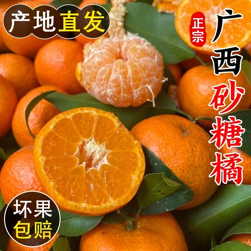 广西正宗现摘时令应季广西砂糖橘新鲜水果