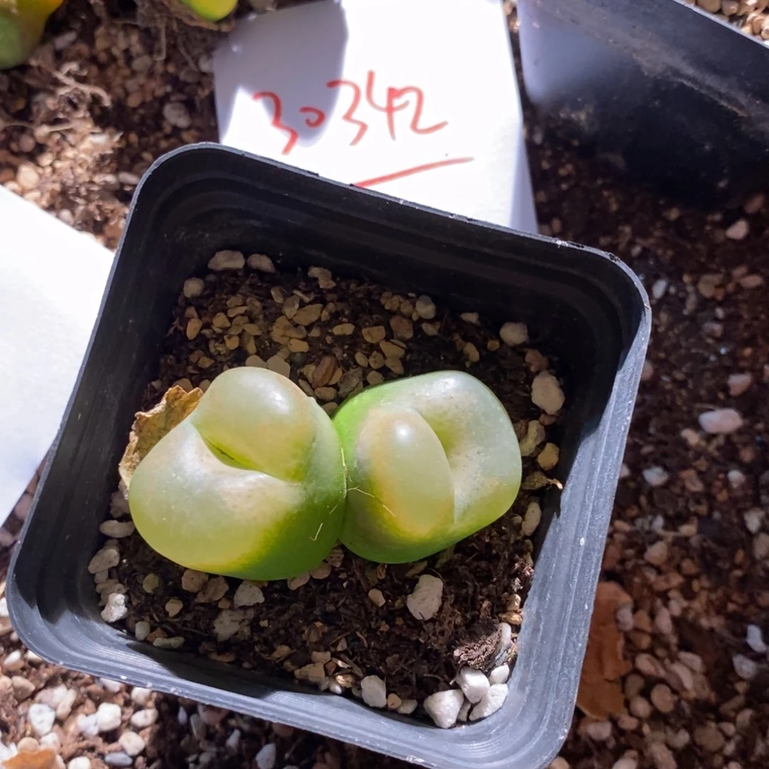 戏***人30342。       双头。