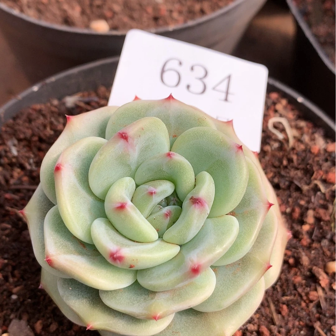 【闪购商品】云634号