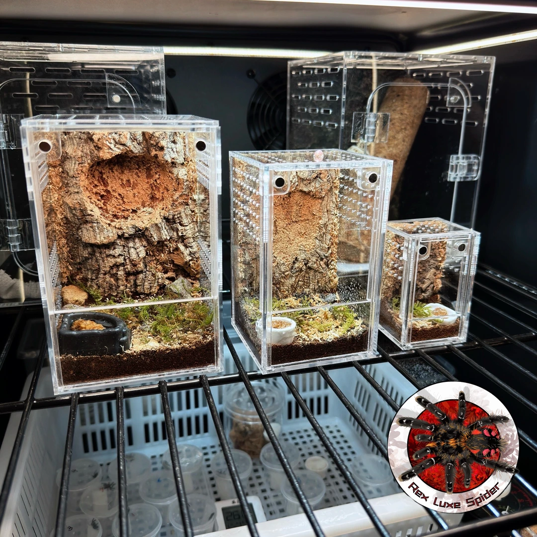 爬宠蜘蛛亚克力造景盒|天然葡萄牙软木 基质苔藓|全套配件齐全