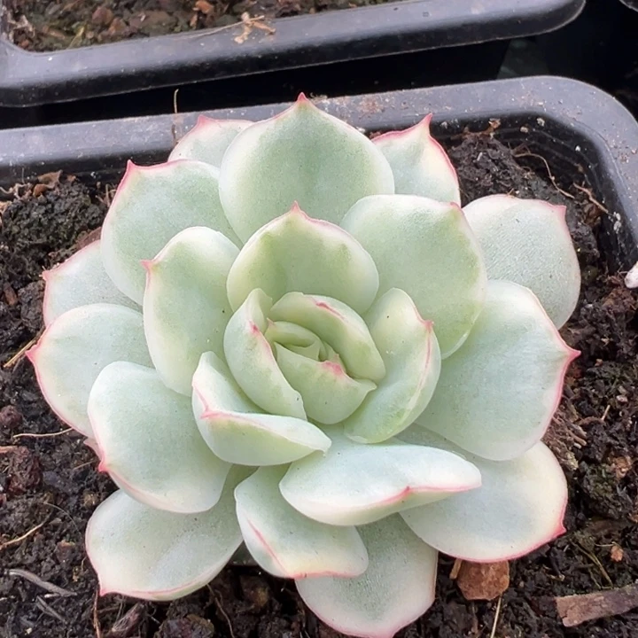 侧影锦一物一拍锦龙