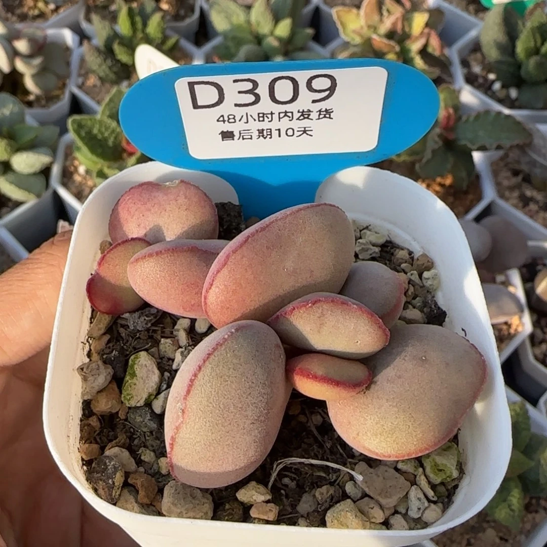 红蛋桩子。   309。