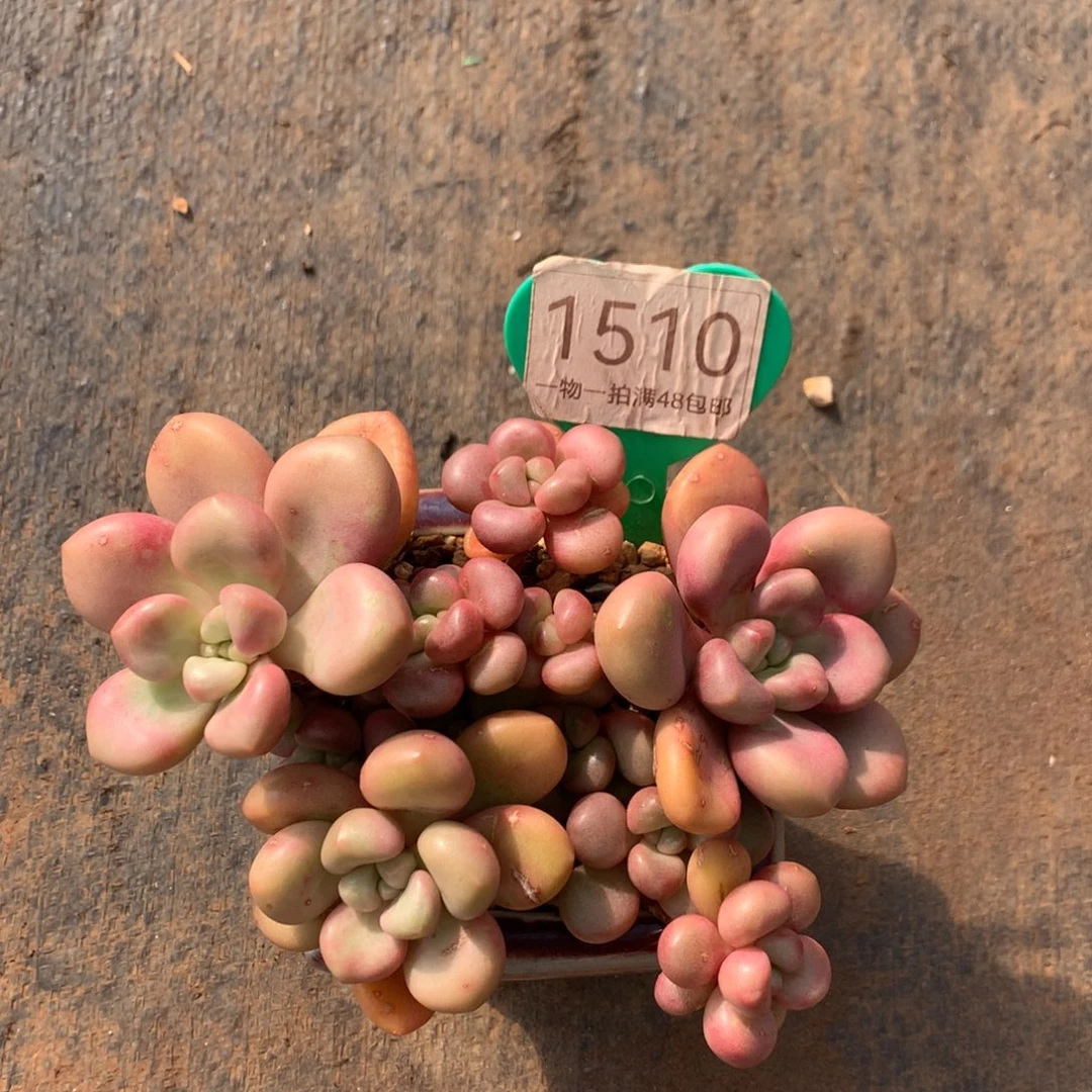 先锋派老桩无砍1510