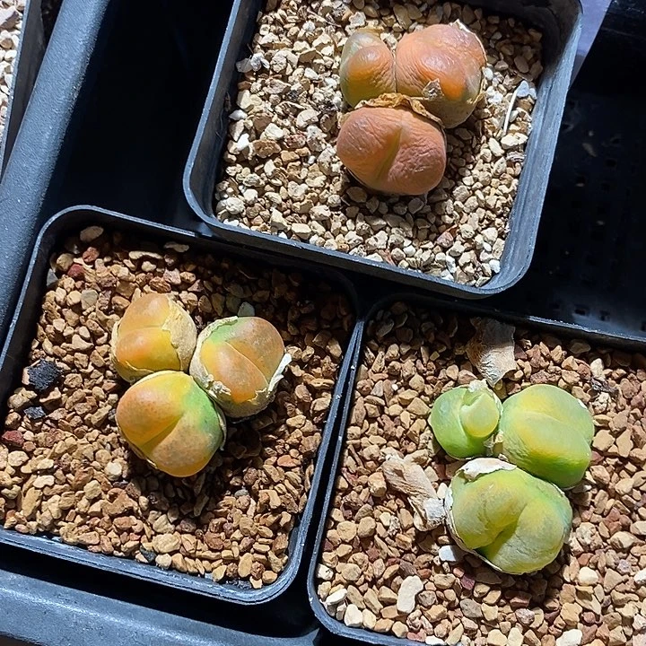 7352。  福利一组三头。