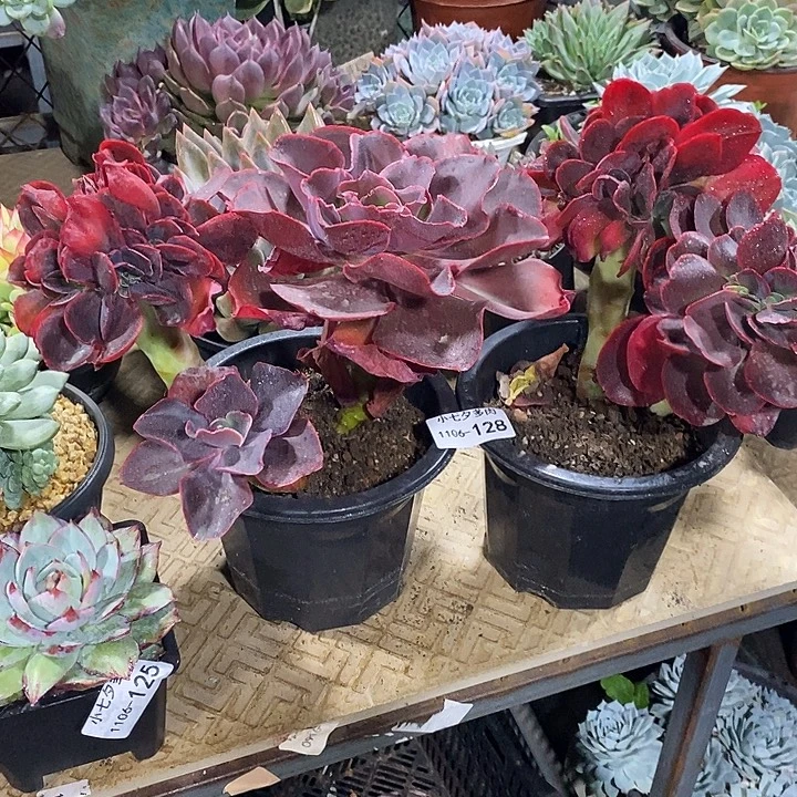 ৡ***º小七夕多肉红酒杯玫瑰缀两颗128