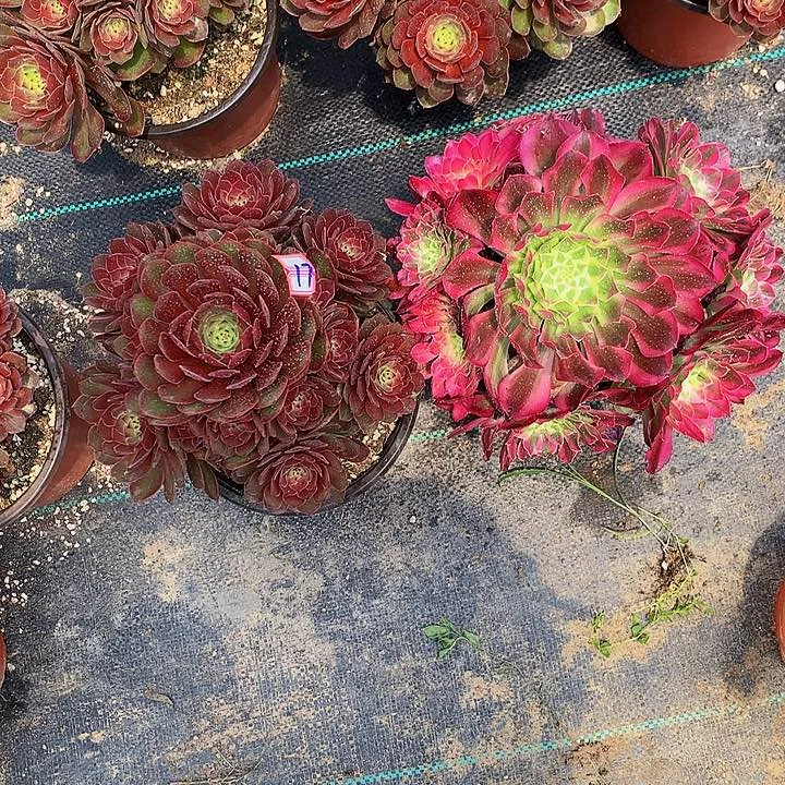 多肉红魔天河2棵1700000