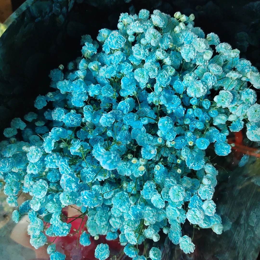 满天星有3种颜色（蓝，白，粉），下单备注颜色