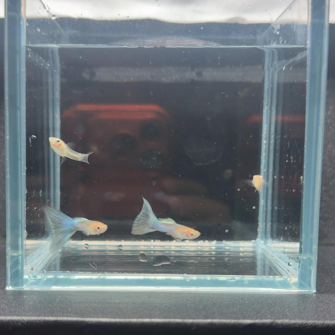 孔雀鱼珊瑚蓝尾2对