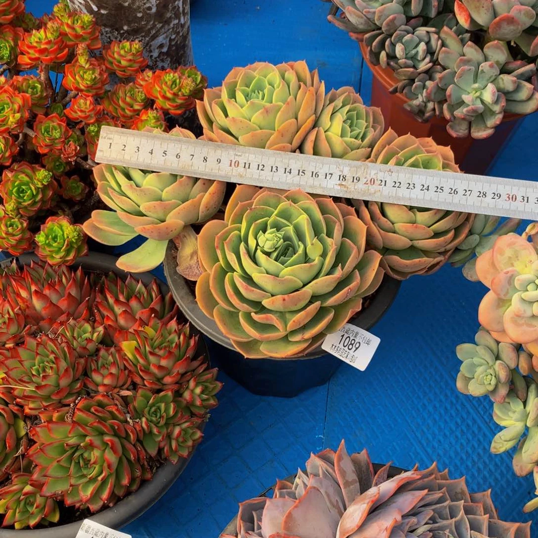 薰*草1089桃花坞多肉