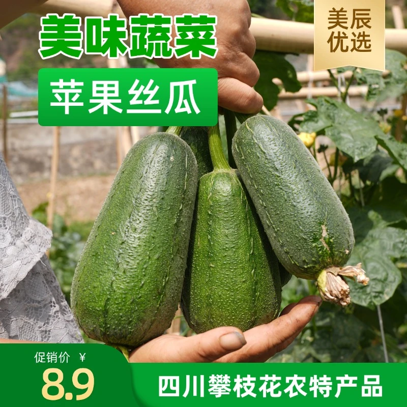 丝瓜/苹果丝瓜/新鲜蔬菜现摘现发/新品种丝瓜/攀枝花蔬菜