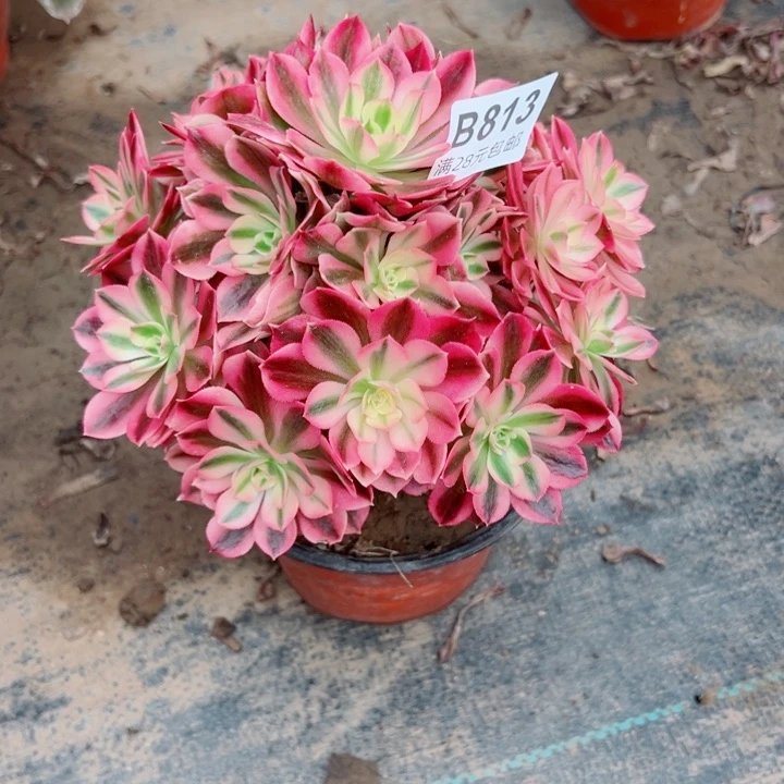 淡*813女巫多植物的生长