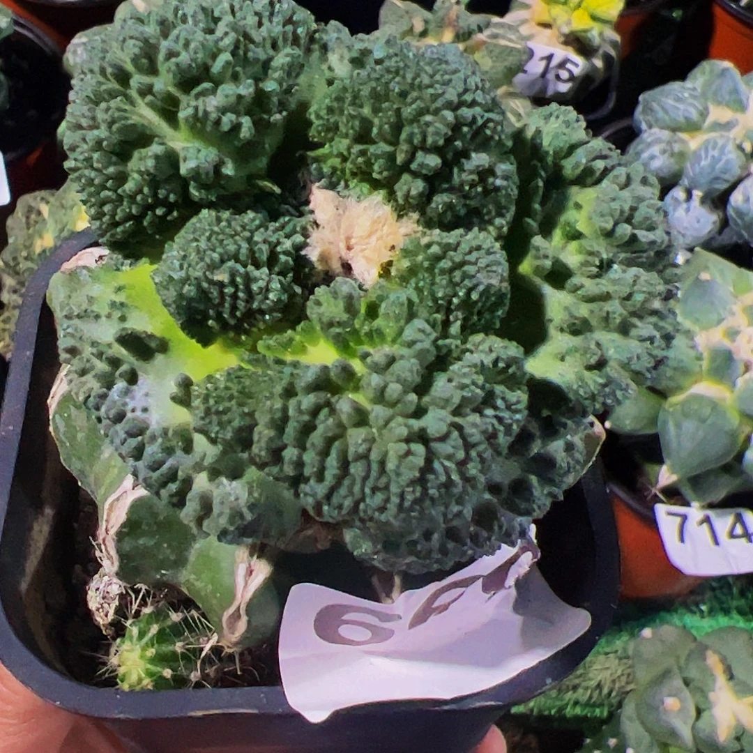 无花朵福利大尤哥斯拉牡丹660