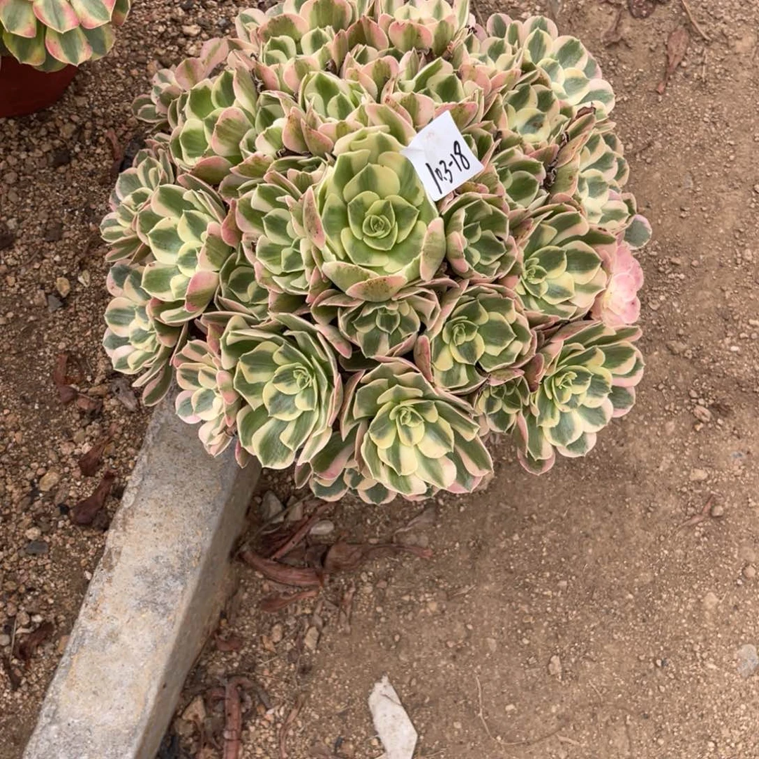 10-3-18妖月法师锦多肉