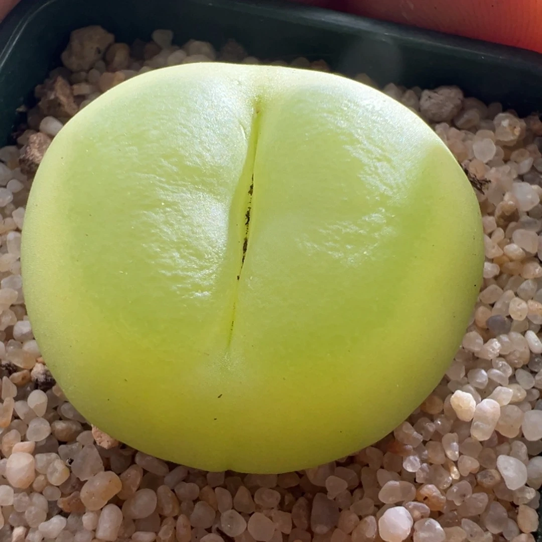 713优选1200拉登3.2公分