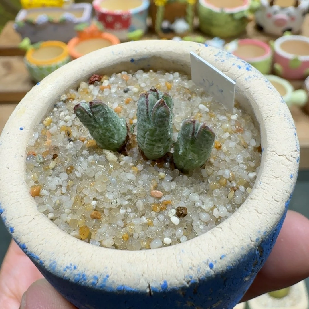 蘑菇1153猪蹄多肉植物