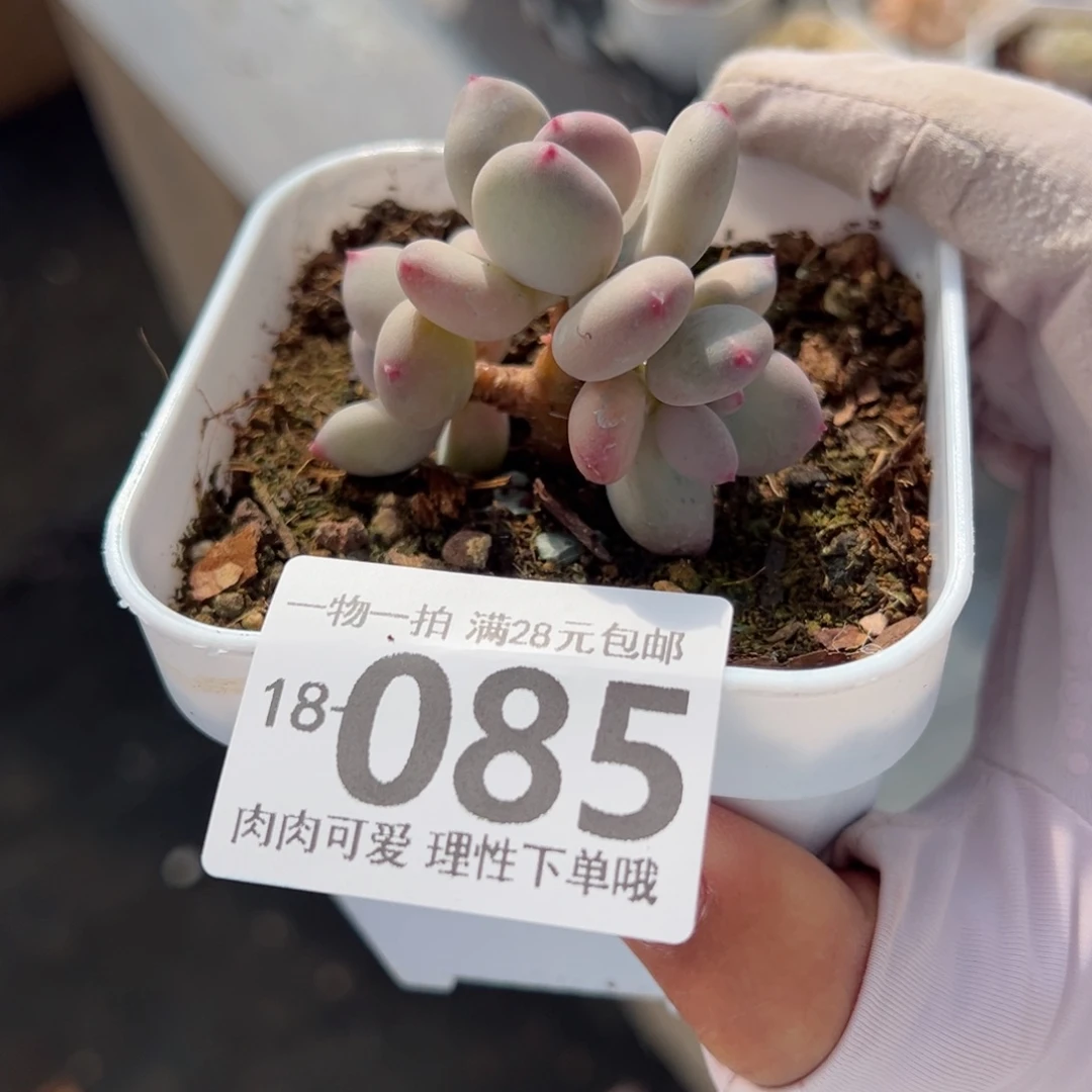 苹果奶多肉多肉多肉多肉多肉