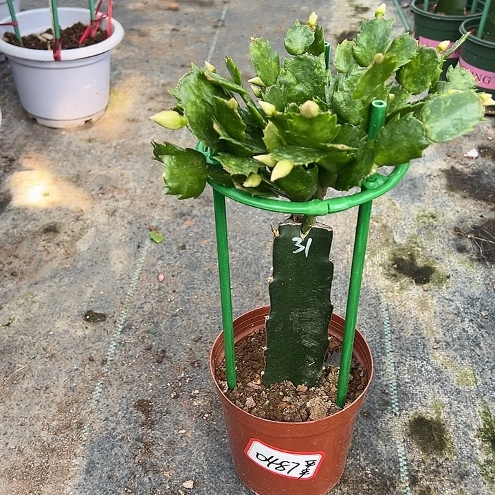 031蟹爪兰尾号0487