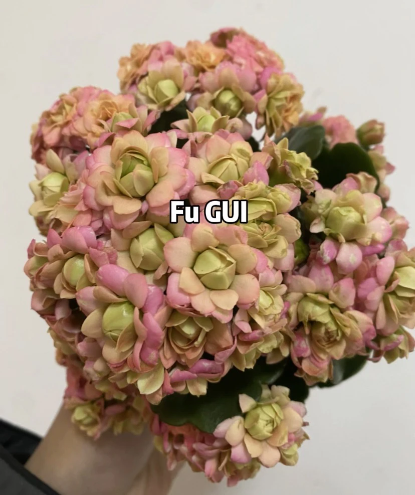 流莎 一代独杆 110原盆原土