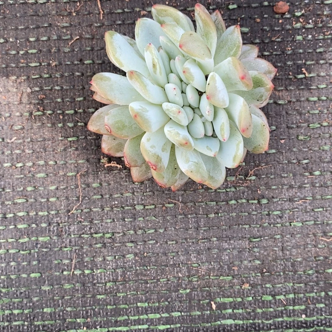 毛***子28655669999998985579886