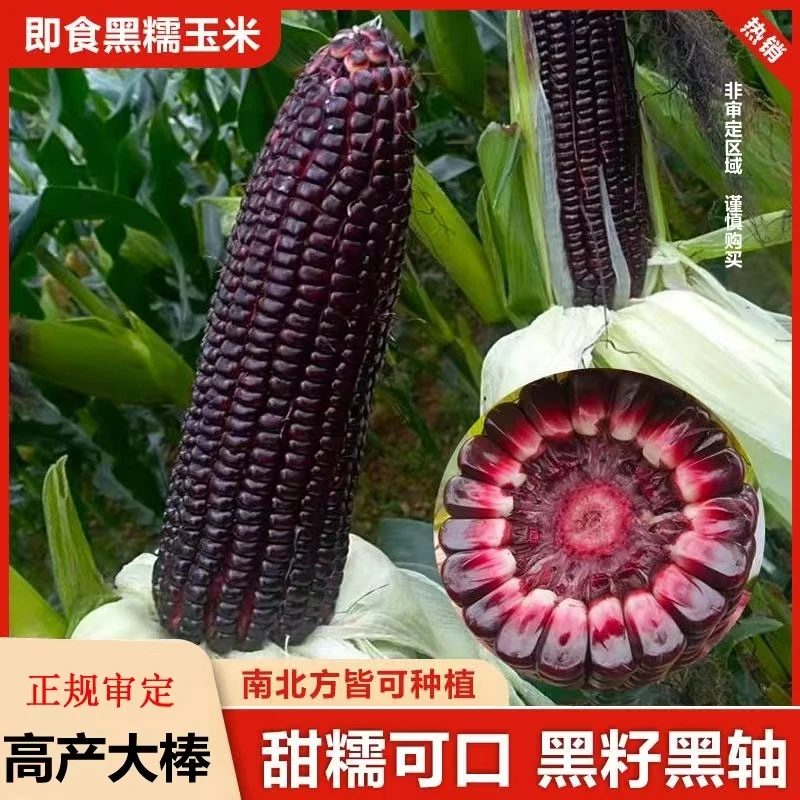 黑甜糯玉米种子（厂家直销），可大面积种，阳台盆栽四季蔬菜玉米种子