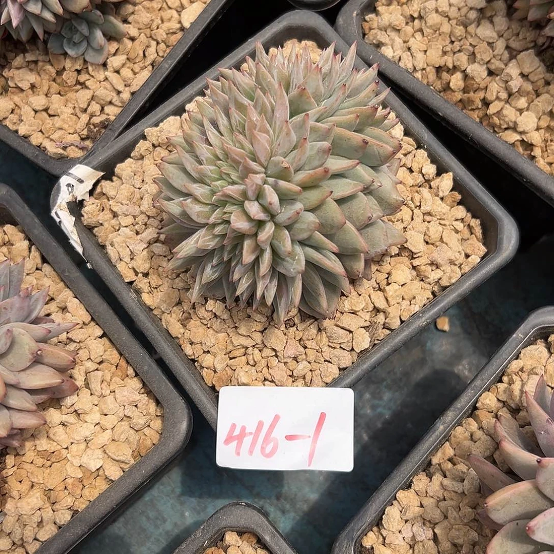 燕***?416-1香槟缀多肉