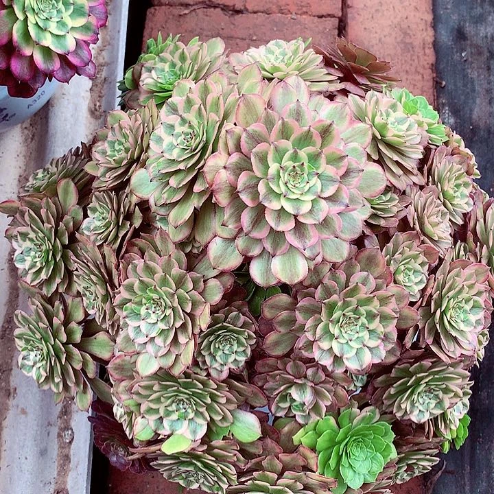 摘心粉黛，多肉植物